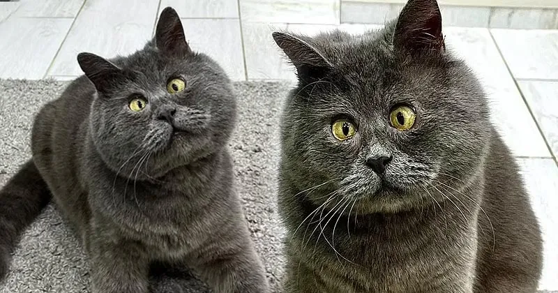 Lucunya Fedya Si Kucing Juling yang Punya Ratusan Ribu Followers