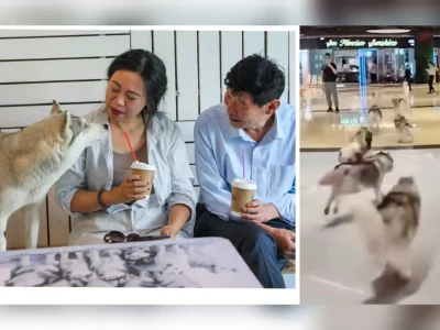Para anjing husky tampak senang karena bisa berlarian bebas di mal. yang akhirnya ditangkap oleh staf kafe. Foto: Douyin