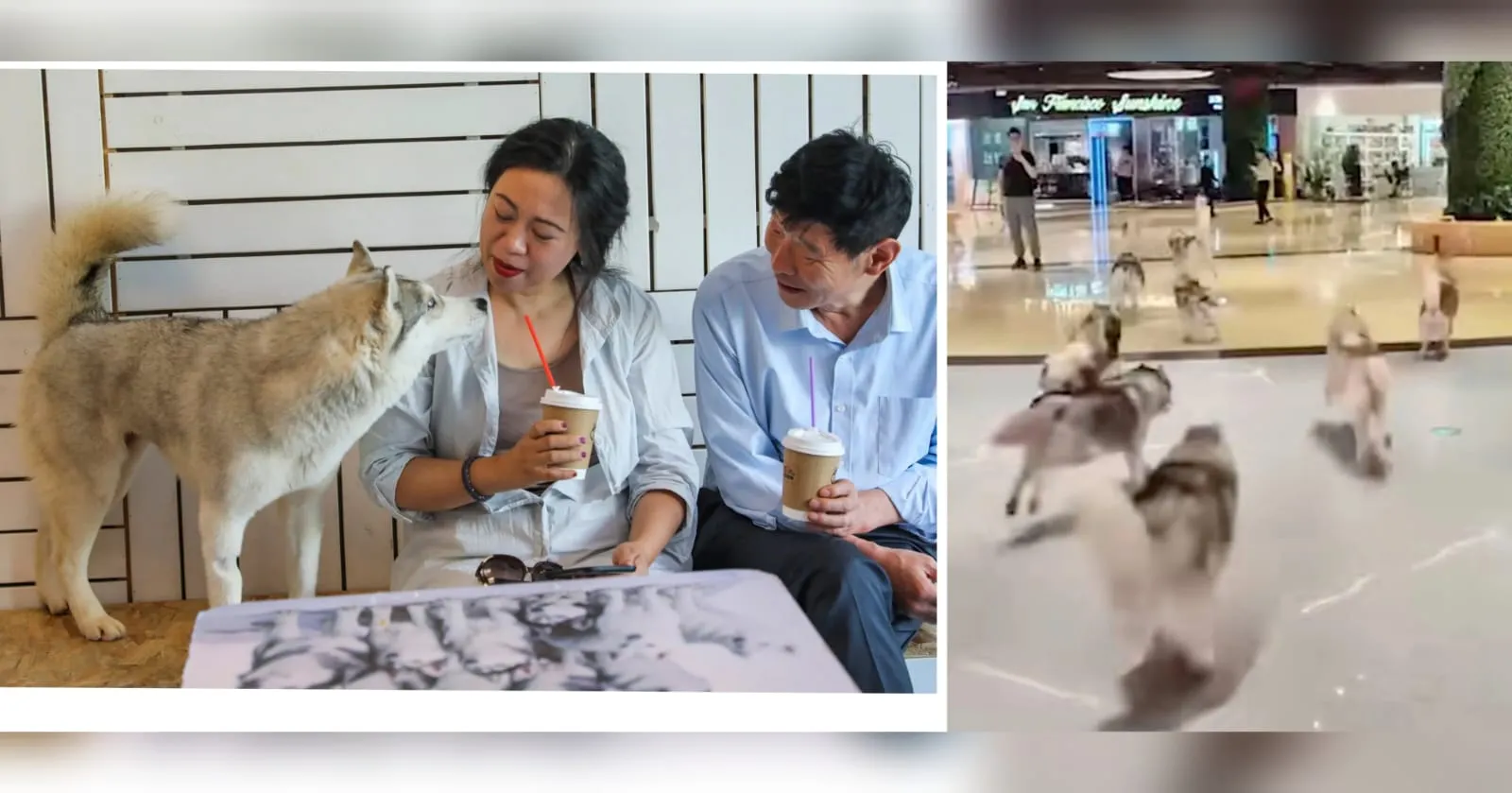 Bikin Heboh Pengunjung, 100 Anjing Husky Berlarian di Mal