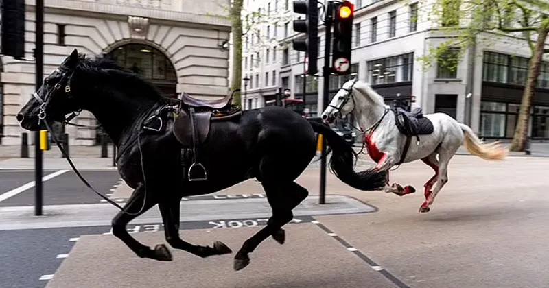 Paniknya Warga London saat Lima Kuda Mengamuk di Jalanan