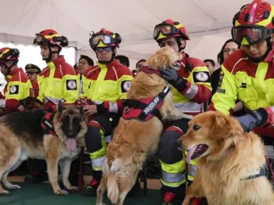 5 anjing penyelamat di Ekuador dipensiunkan. (Foto: AP)