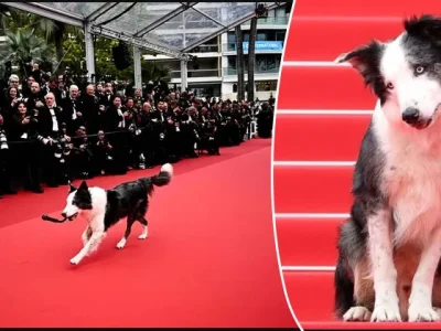 Messi, anjing lucu yang bikin heboh di Festival Film Cannes 2024. Foto: Dok. GettyImage/WireImage