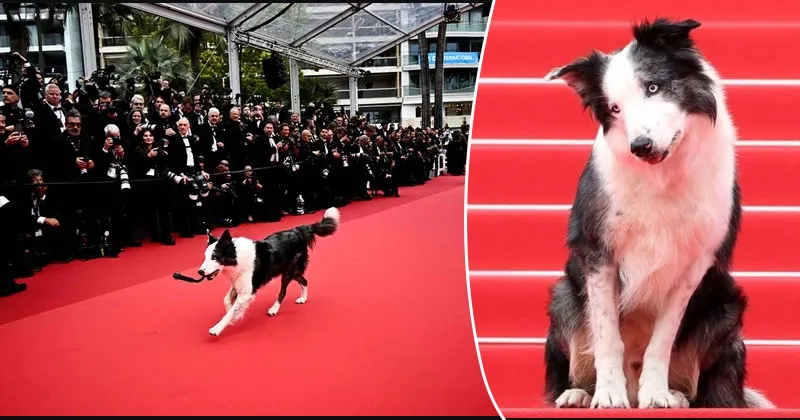 Lucunya Messi, Anjing yang Jadi Tamu Spesial Festival film Cannes 2024