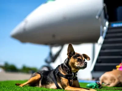 Anjing menunggu untuk naik pesawat saat acara pers memperkenalkan BARK Air, maskapai penerbangan untuk anjing, di Bandara Republic di East Farmingdale, New York, 21 Mei 2024. (Foto: REUTERS/Eduardo Munoz)