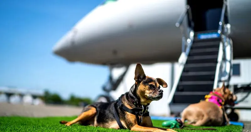 Bark Air, Maskapai Penerbangan Baru Khusus Layani Anjing