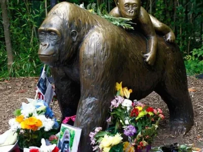 Pengunjung kebun binatang Cincinnati memberi penghormatan kepada Harambe. ( Foto: Getty/John Sommers II )