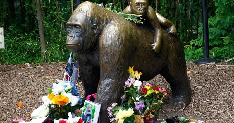 Peringatan 8 Tahun Harambe, Gorila Malang yang Ditembak Mati
