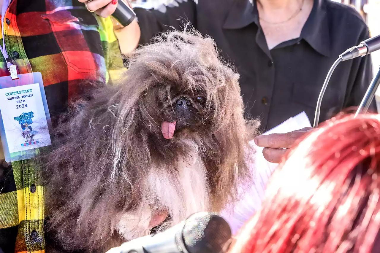 Wild Thang pemenang Kontes Anjing Terjelek Sedunia. (Foto: World’s Ugliest Dog)