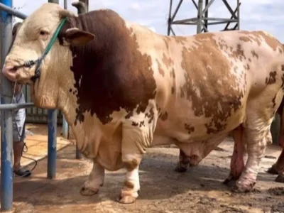 Rossi Sapi Terberat di Indonesia (Foto : YouTube/Revan DOLAN KANDANG)
