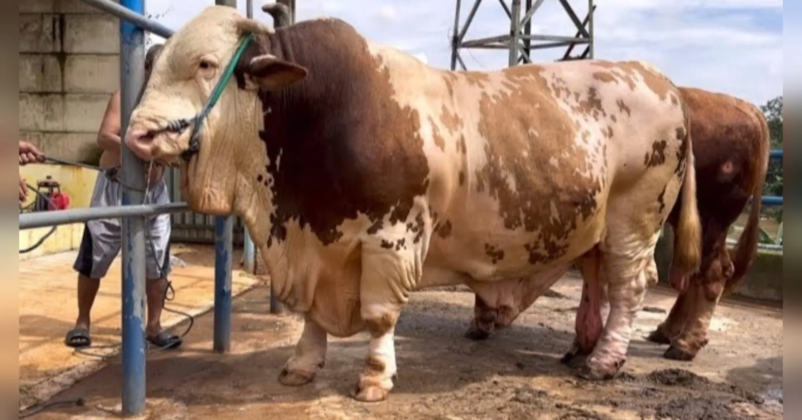 Sapi Terberat di Indonesia, Ditawar Beberapa Kali hingga Rp500 Juta