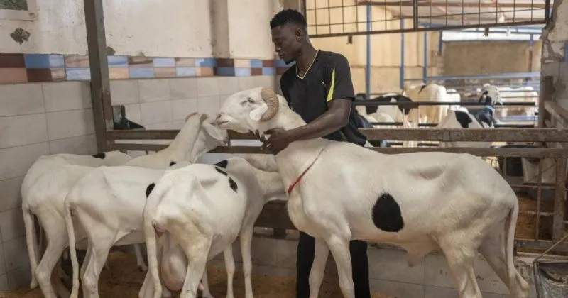 Momen Idul Adha, Domba Ladoum Justru Dimuliakan di Senegal