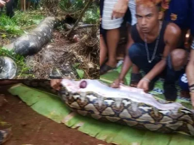 Seorang perempuan di Sulsel tewas setelah dimakan ular piton, Jumat (7/6). (Foto: X/Kolase)