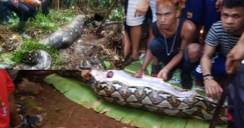Perempuan di Sulsel Tewas Dimakan Ular, Ini Komentar Ahli