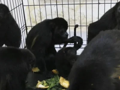 Monyet Howler duduk di dalam kandang di klinik dokter hewan setelah dievakuasi di tengah suhu yang sangat tinggi di Tecolutilla, negara bagian Tabasco, Meksiko, Selasa, 21 Mei 2024. (Foto: AP)