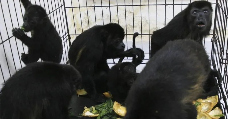 Panas Ekstrem, Monyet dan Burung Mati Berjatuhan di Meksiko