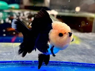 Panda Goldfish