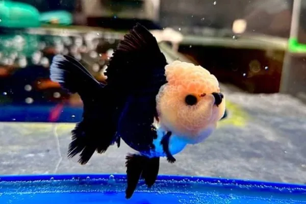 Panda Goldfish, Ikan Gemas yang Mirip seperti Panda