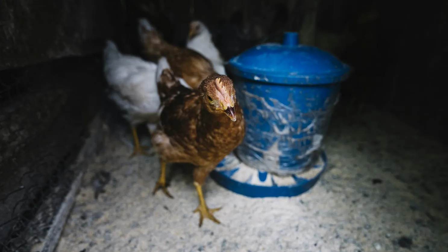 Waspada! Pria Meksiko Meninggal Terinfeksi Virus Flu Burung H5N2
