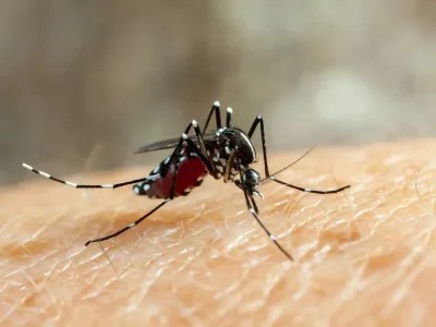 Nyamuk Wolbachia, nyamuk anti-DBD, akan segera dilepas di beberapa wilayah (Foto: Freepik)