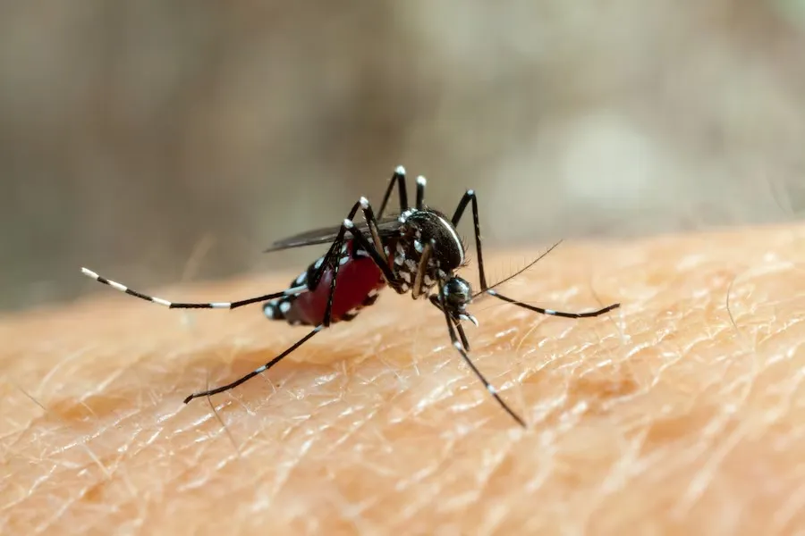 Lawan DBD, Nyamuk Wolbachia Akan Dilepas Di Jakarta