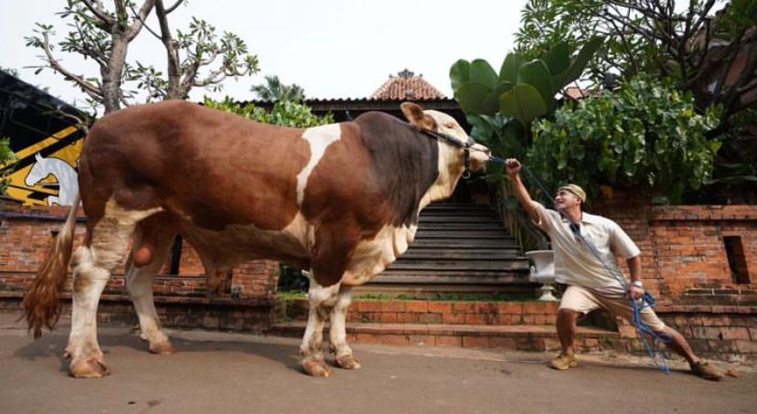 Sapi yang diberi nama Janoko oleh Irfan Hakim. Foto : Instagram/irfanhakim75