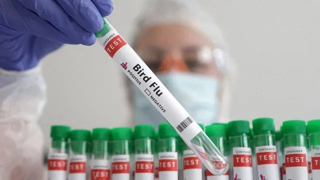 Flu Burung Varian Baru, Jadi Ancaman Pandemi Berikutnya?