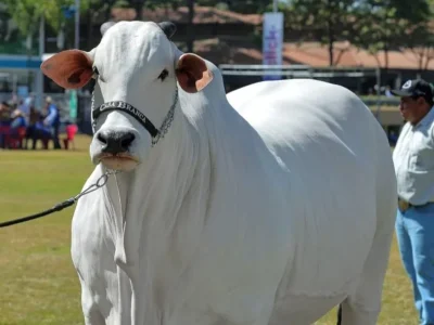 Mengenal sapi Viatina-19, sapi termahal di dunia sentuh 65 miliar rupiah. Foto: Dok. Instagram @viatina_19
