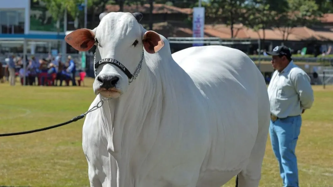 Unik! Sapi Termahal Di Dunia, Sel Telurnya Dijual Miliaran Rupiah