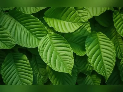 Kratom dapat menjadi manfaat medis dari pereda nyeri hingga potensi sebagai antidepresan (Foto: pngtree.com)