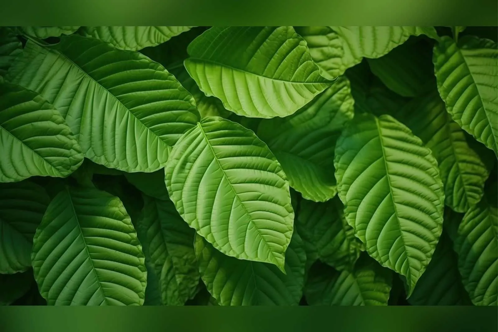 Fakta Menarik Tanaman Kratom yang Akan Jadi Komoditas Ekspor Indonesia