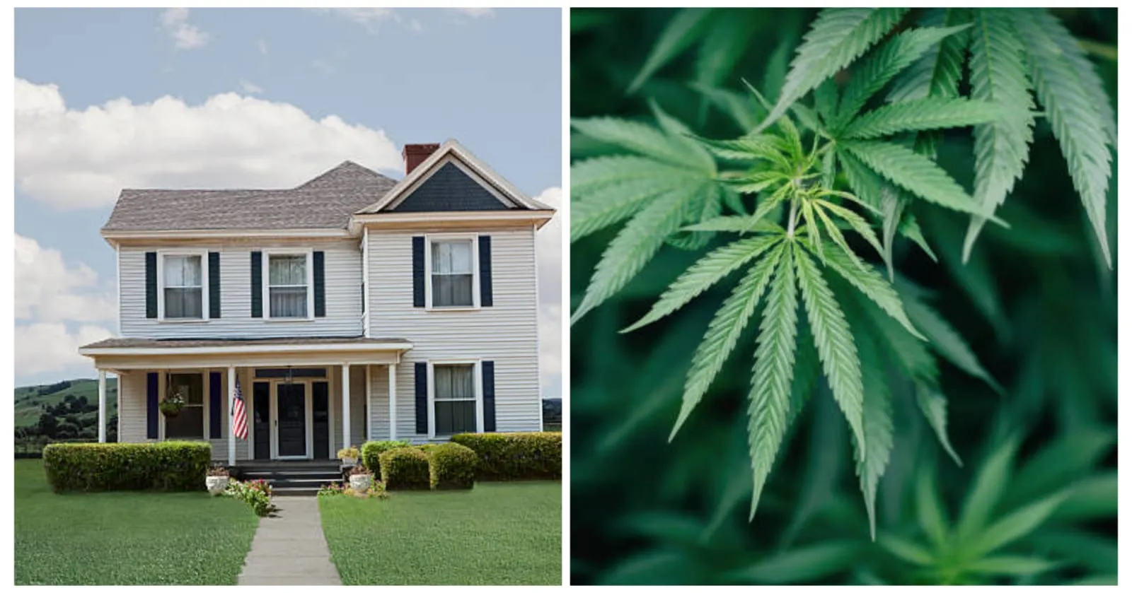 Rumah Kontrakan Diubah Jadi Ladang Ganja, Satu Keluarga Kaget