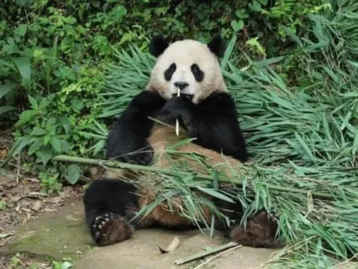 Salah satu panda yang dikirim ke Amerika. Foto: Dok. Instagram @ipandachannel