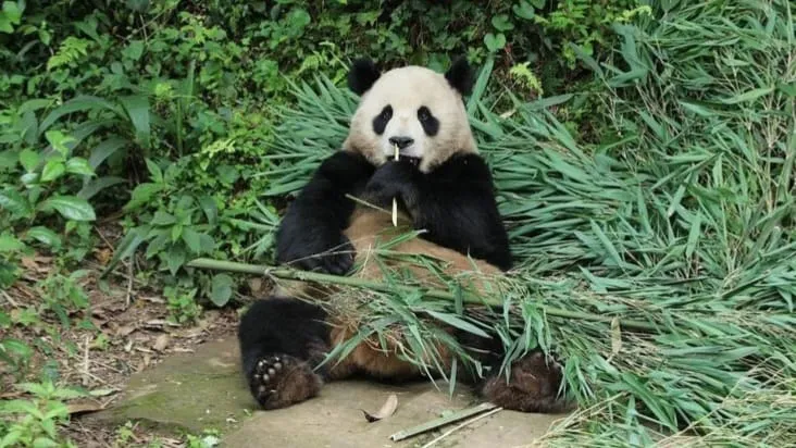 China Kembali Kirim 2 Panda ke Amerika Setelah 20 Tahun