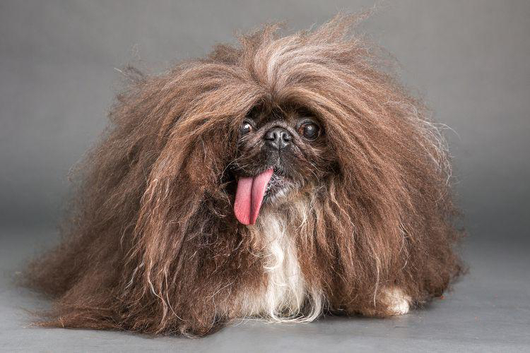 Wild Thang pemenang Kontes Anjing Terjelek Sedunia. (Foto: World’s Ugliest Dog)