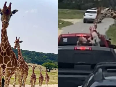 Jerapah tarik balita dari bak belakang truk saat orang tua sedang merekam (Foto: Fossil Rim Wildlife Center/Facebook, Sierra Robert/Facebook )