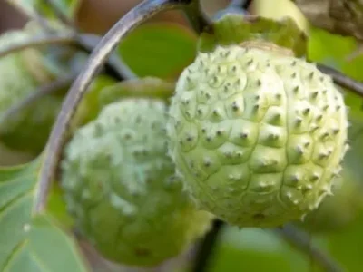 Buah Kecubung dapat mengakibatkan efek halusinasi saat dikonsumsi. (Foto: Freepik)