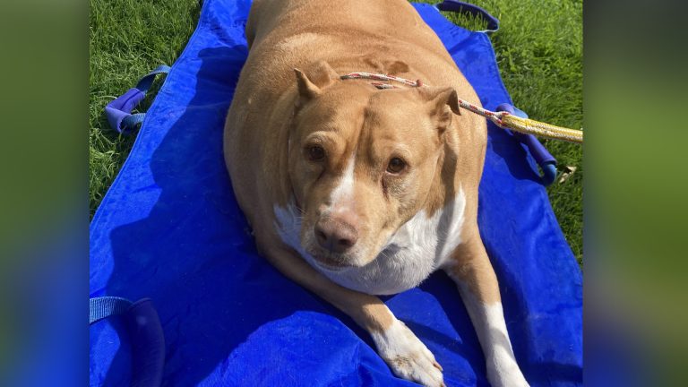 Nuggi, anjing peliharaan yang mengalami obesitas karena diberi makan berlebihan. (Foto: Dok. Net)