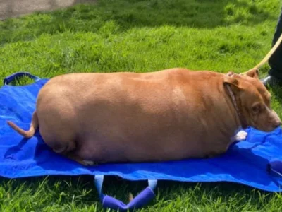 Kisah malang dialami oleh seorang wanita Selandia Baru, dirinya harus mendekam dua bulan di penjara karena beri makan anjingnya berlebihan. (Foto: Auckland SPCA)