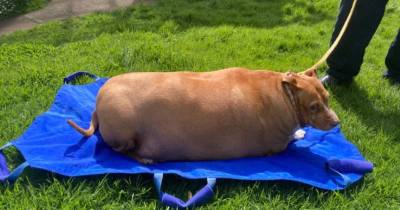 Beri Makan Anjing Berlebihan, Wanita di Selandia Baru Dipenjara 2 Bulan