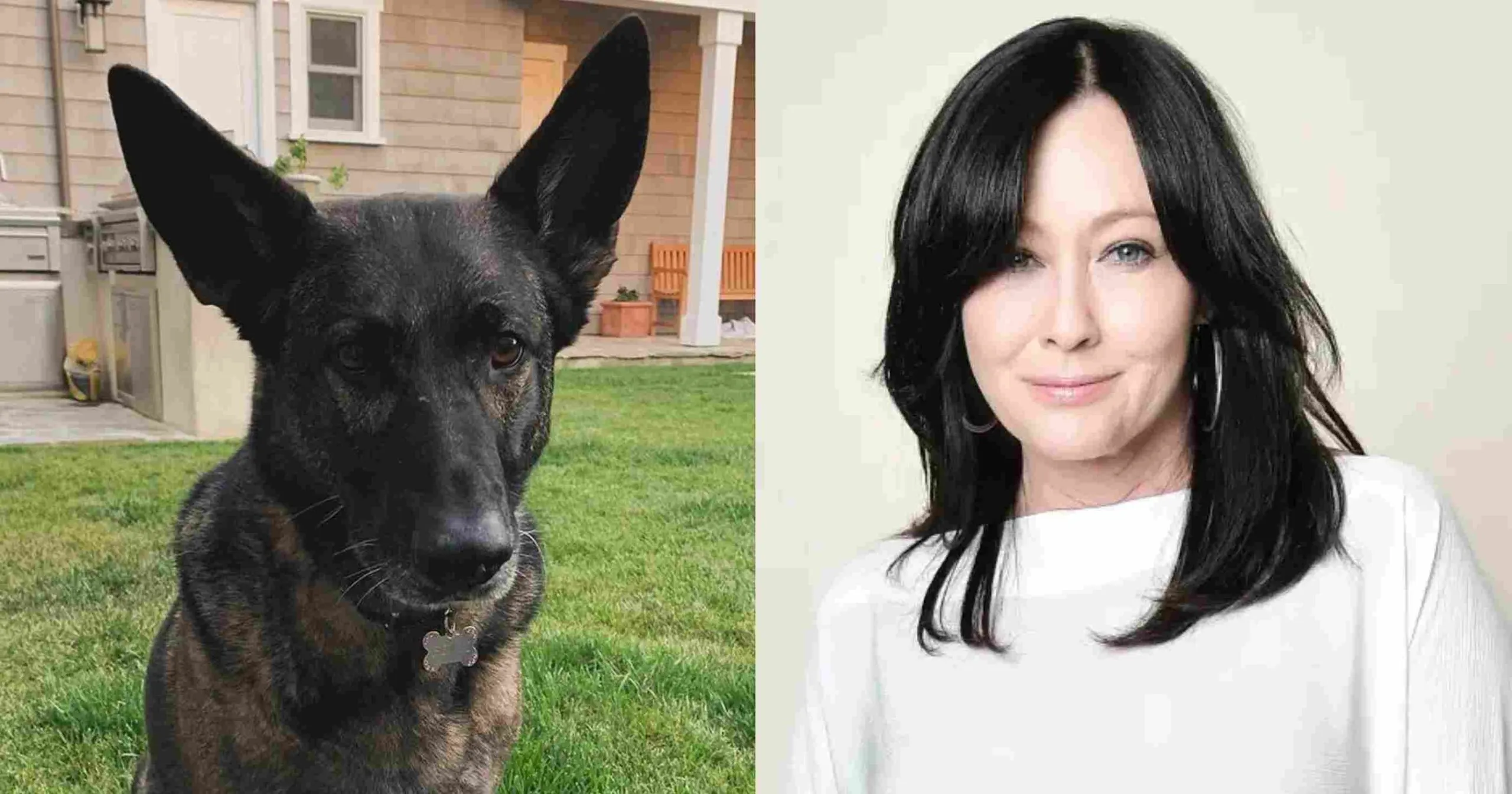 Anjing Shannen Doherty Deteksi Kankernya Sebelum Didiagnosis