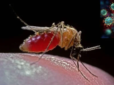 Kementrian kesehatan Brazil mengumumkan kasus kematian pertama di dunia akibat virus Oropouche, Kamis (25/7). (Foto: AOL)