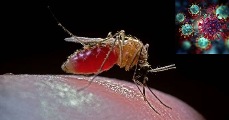 Brazil Umumkan Kematian Pertama Akibat Virus Oropouche, Seberapa Bahaya?