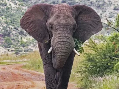 Seekor gajah Afrika di Taman Nasional Pilanesberg di Afrika Selatan. FOTO : ARTERRA/MARICA VAN DER MEER/UNIVERSAL IMAGES GROUP VIA GETTY
