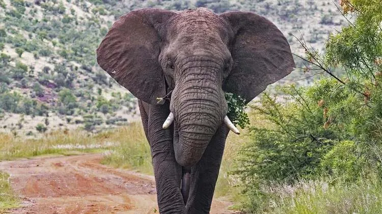 Hendak Foto, Turis Spanyol Tewas Terinjak Gajah di Afrika Selatan