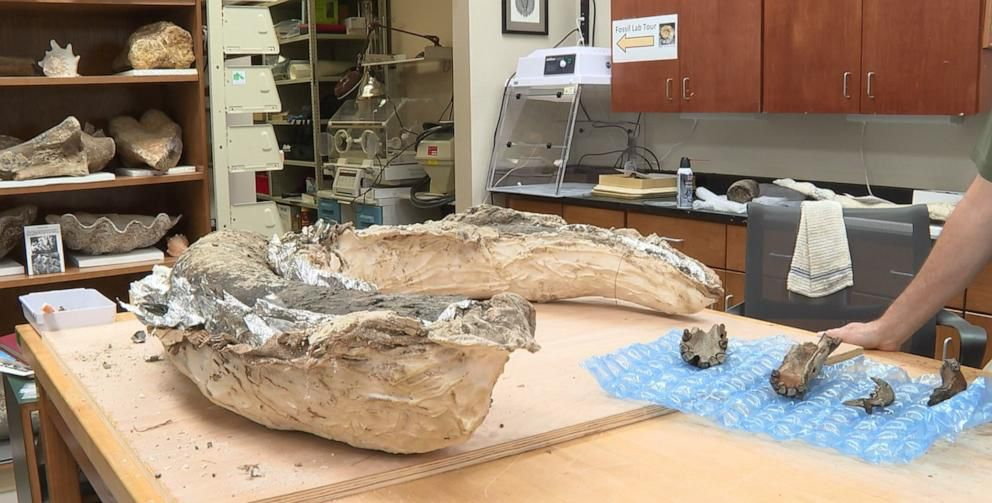 Gading mamut Kolombia dipindahkan ke Museum Imu Pengetahuan Alam Mississippi untuk dirawat dan diteliti. (Foto: WAPT)