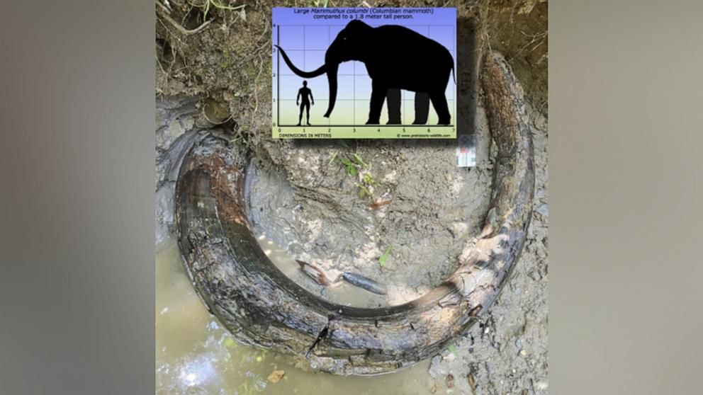 Sebuah gading raksasa ditemukan di Mississippi, Amerika Serikat yang diduga berasal dari mamut yang hidup di zaman es. (Foto: MDEQ)