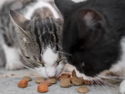 Kucing, hewan yang dimakan oleh seorang pemilik kos di Semarang. Foto: Dok. Freepik