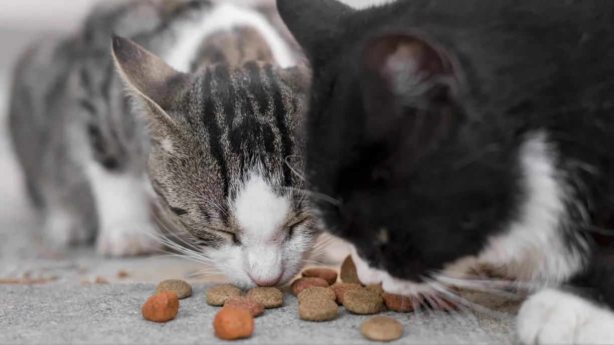 Bapak Kos di Semarang Makan Kucing, Alasan Idap Diabetes
