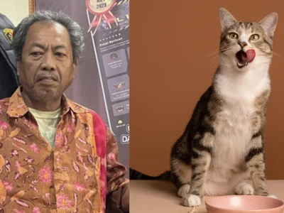 Bapak kos di Semarang yang makan kucing. Foto: Dok. Kolase Kumparan, Freepik