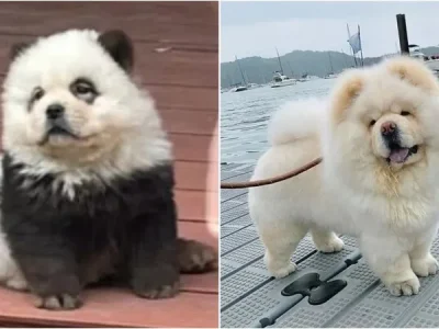 Panda Dogs dan anjing chow chow di China. (Foto: Instagram/conceptsjpeg, chowchowsworld)